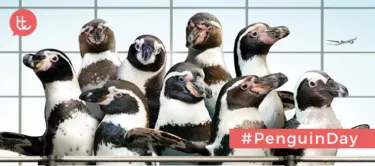 10 campañas de publicidad con pingüinos como protagonistas