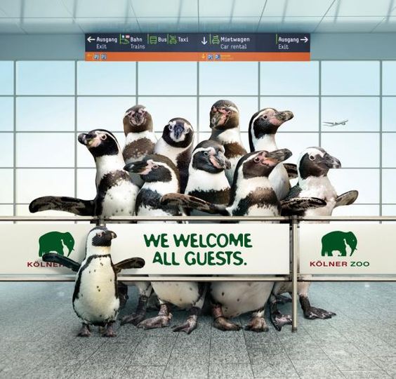 pingüinos we welcome all guests zoo
