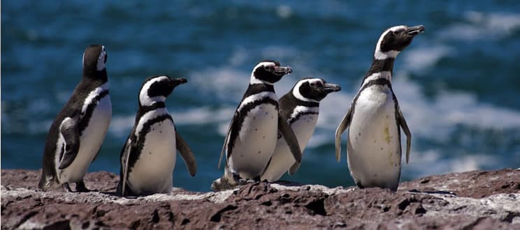 BirdLife International