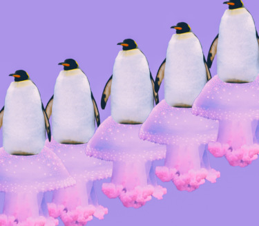 Las “personas pingüino” sacan lo mejor de sí mismas cuando trabajan en grupo